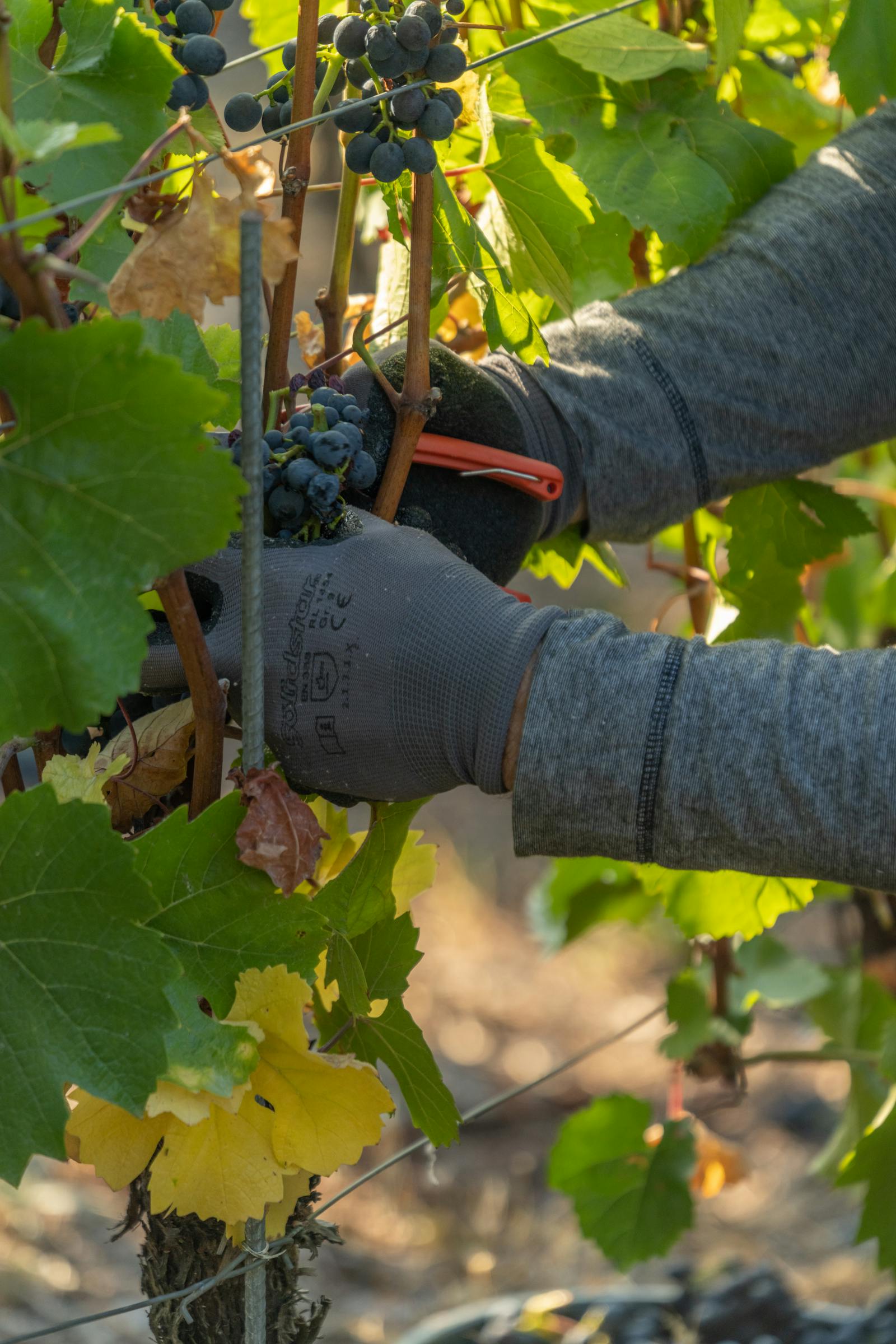 Two harvesters walking a row of Malbec at dawn, baskets in hand.